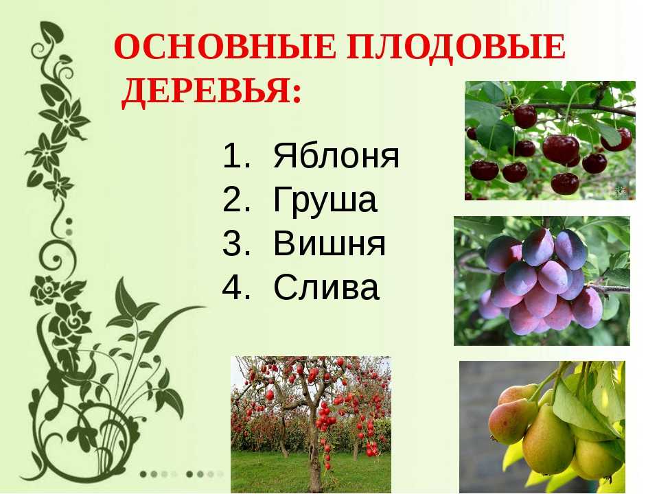 Название плодовых деревьев и кустарников