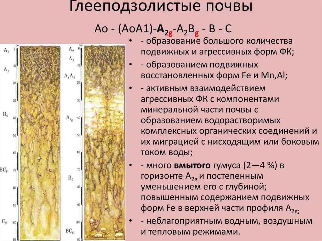 Мерзлотно таежные почвы фото