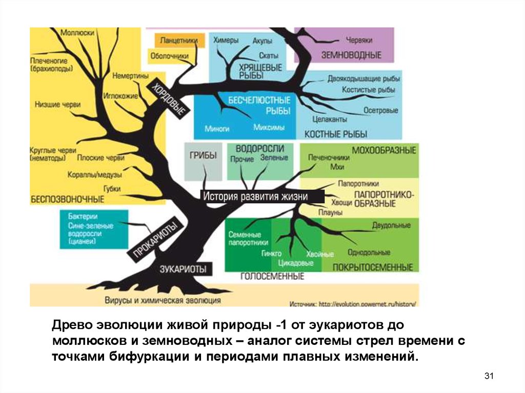 Эволюция древа. Древо развития жизни на земле. Эволюционное Древо вирусов. Единое Древо жизни результат эволюции. Дерево эволюции видов.