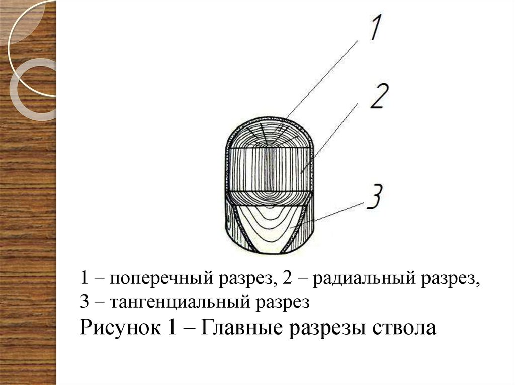 Виды шпона радиальный и тангенциальный