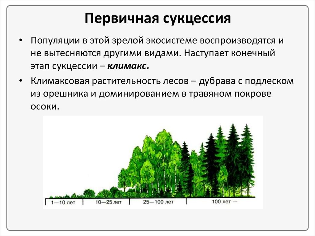 Причины устойчивости и смены экосистем сукцессии презентация