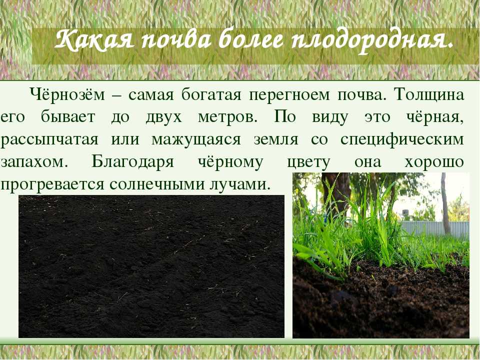Важнейшим свойством почвы является наличие. Черноземные почвы. Плодородие черноземных почв. Плодородие чернозема почвы. Плодородные почвы черноземных почв.