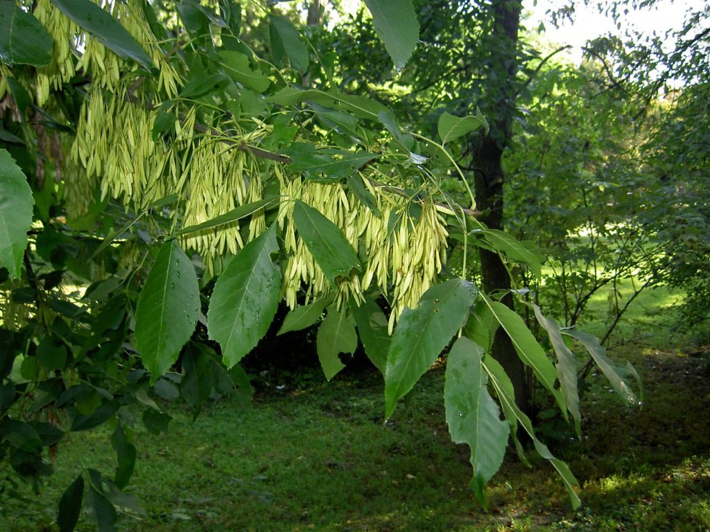 Ясень дерево фото с описанием где растет