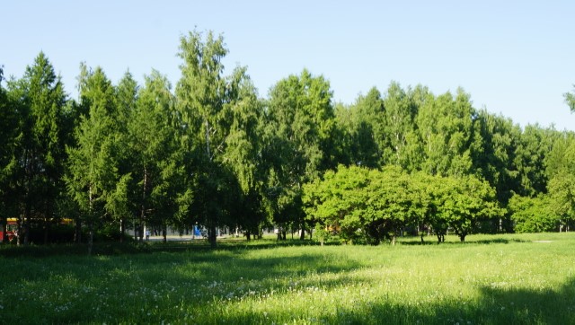 Какие кустарники растут в московской области названия и фото