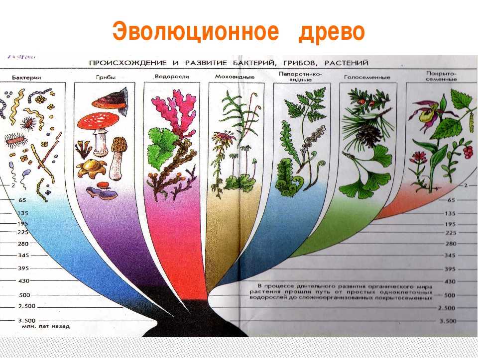 Урок по биологии мир биологии. Эволюционное Древо растений схема. Эволюционное Древо растений биология 7 класс.