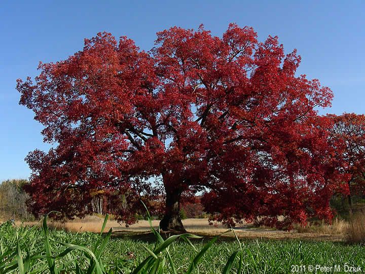 Миша красное дерево фото