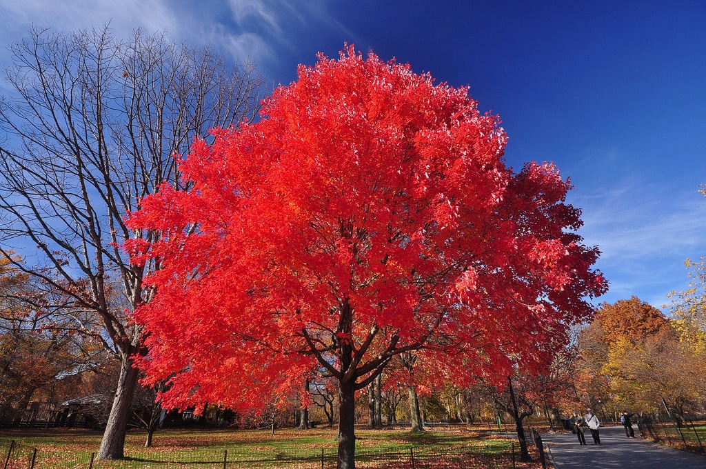 Красно зеленое дерево. Клен красный Acer rubrum. Красный канадский клен. Красный клен дерево. Клен канадский сахарный красный.