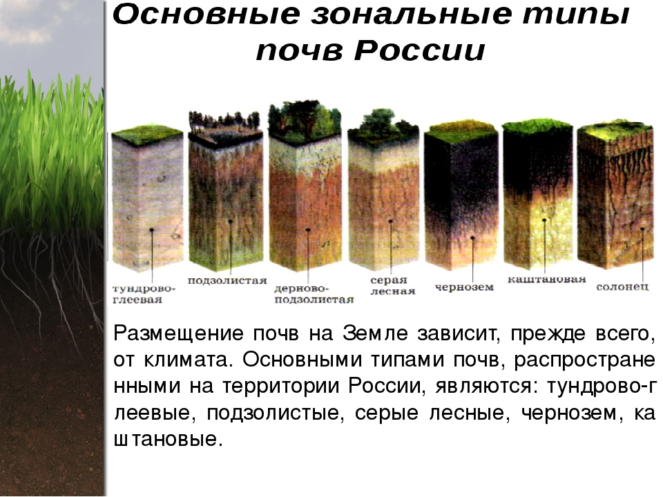 Какие почвы относятся к азональным типам подзолистые. Типы почв России рисунок. Типы почв на территории России. Самые распространенные почвы. Почва типы почв.