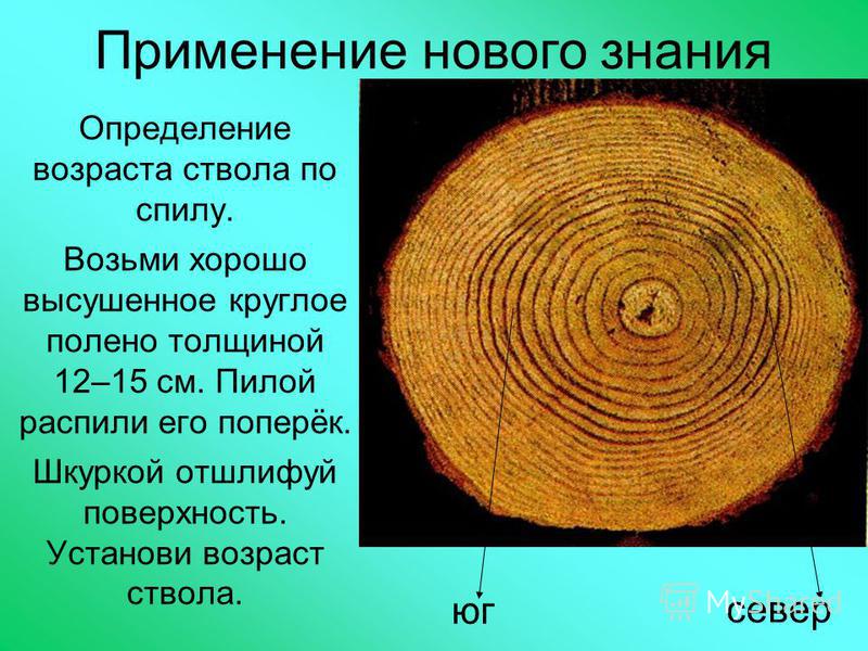 Спил окаменевшего ствола. Возраст дерева по спилу. Определение возраста дерева по спилу. Как определить Возраст дерева по спилу. Годичные кольца.