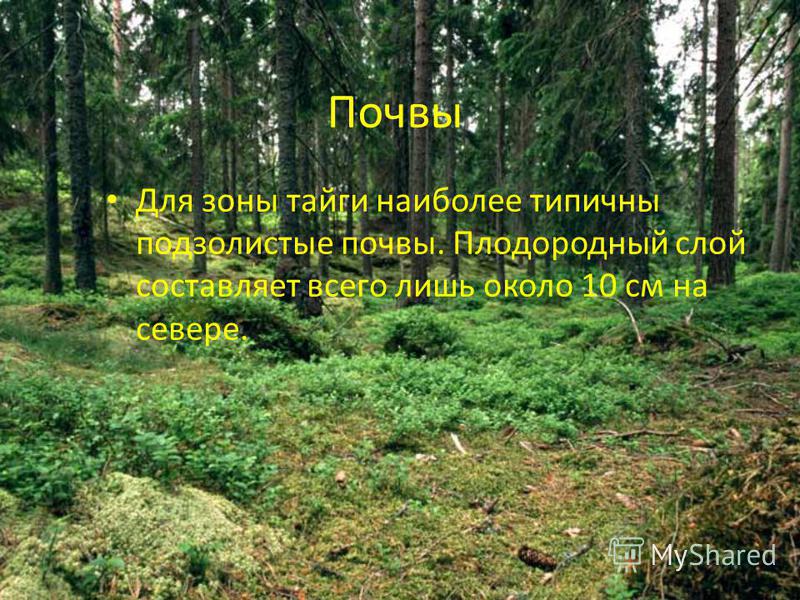 Почвы тайги. Почвы Лесной зоны. Почва зоны лесов России. Плодородность почвы в тайге.