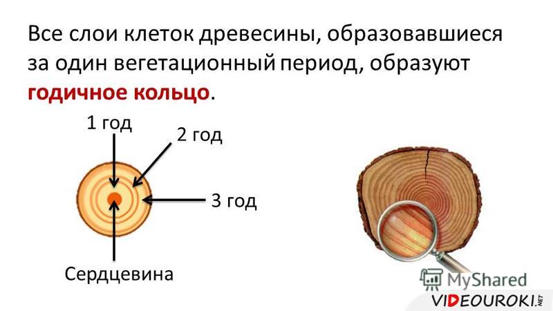 Как определить что за дерево по фото