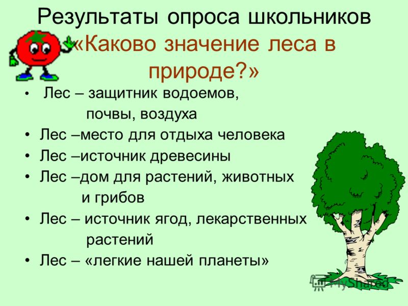 Каково значение леса в жизни человека. Роль лесов в природе и жизни человека. Значение леса. Роль леса в природе и жизни людей. Роль леса в жизни человека.