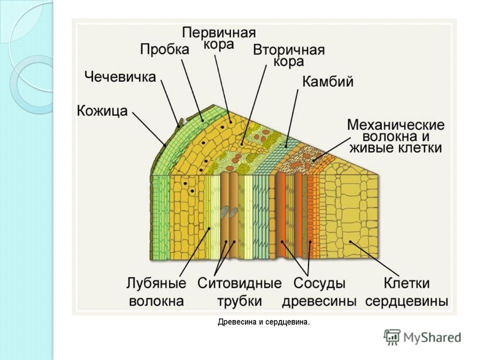 Выполните первичное