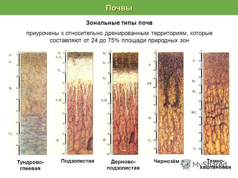 Картинка тундровой глеевой почвы