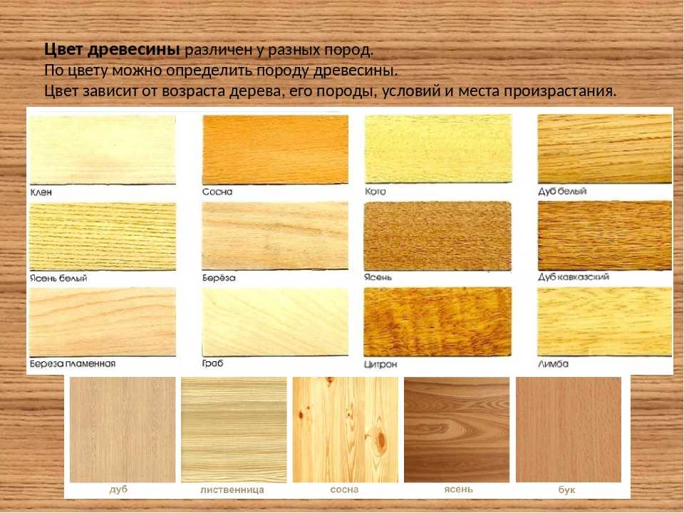 Цвет древесины лиственница: свойства древесины и применение, к какой .