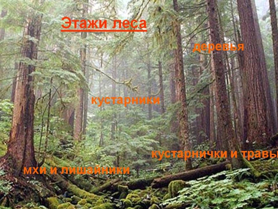 Хвойно-широколиственный лес
