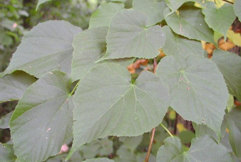 Липа японская (Tilia japonica)