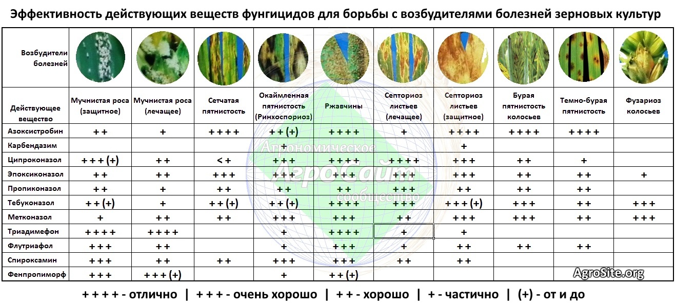 Определитель заболевания растений по фото