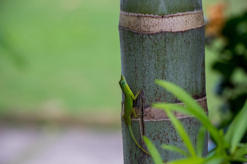 Little green gecko on a bamboo stem