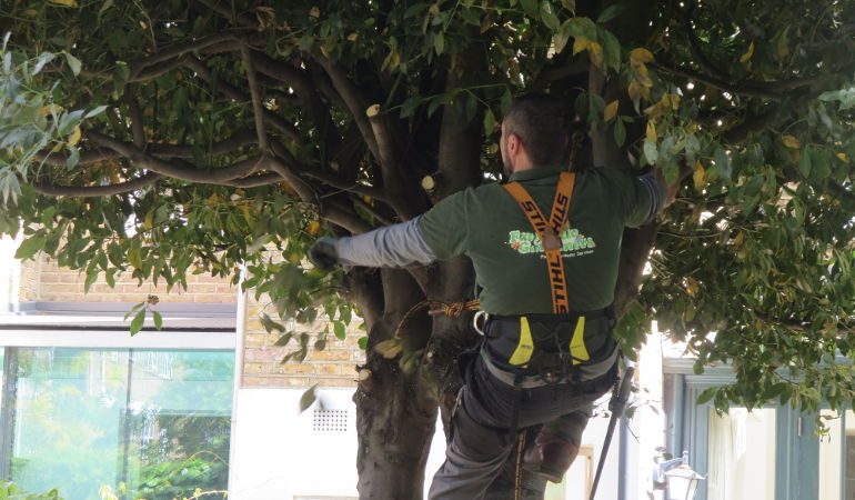 Tree surgery by Fantastic Gardeners