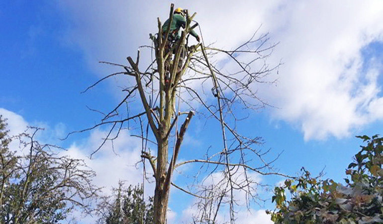 tree-surgery-crown-shaping-pruning
