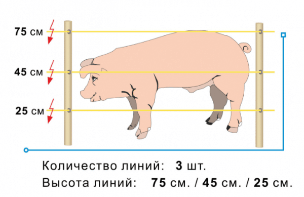 ΠΠΎΠ»ΠΈΡΠ΅ΡΡΠ²ΠΎ ΠΈ Π²ΡΡΠΎΡΠ° Π»ΠΈΠ½ΠΈΠΉ ΡΠ»Π΅ΠΊΡΡΠΎΠΏΠ°ΡΡΡΡ
Π° Π΄Π»Ρ ΡΠ²ΠΈΠ½Π΅ΠΉ