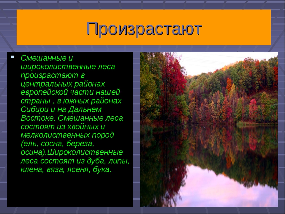 Смешанные и широколиственные леса презентация 8 класс география