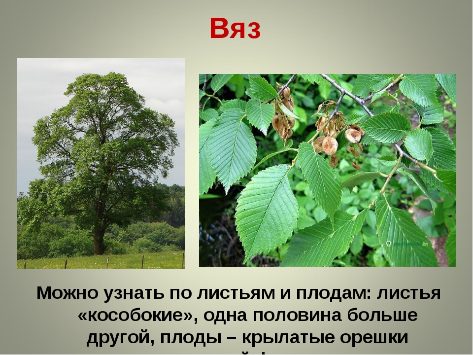 Можно есть дерево. Граб, вяз,карагач. Вяз, граб лиственное дерево. Ясень вяз карагач. Вяз бук граб отличия.