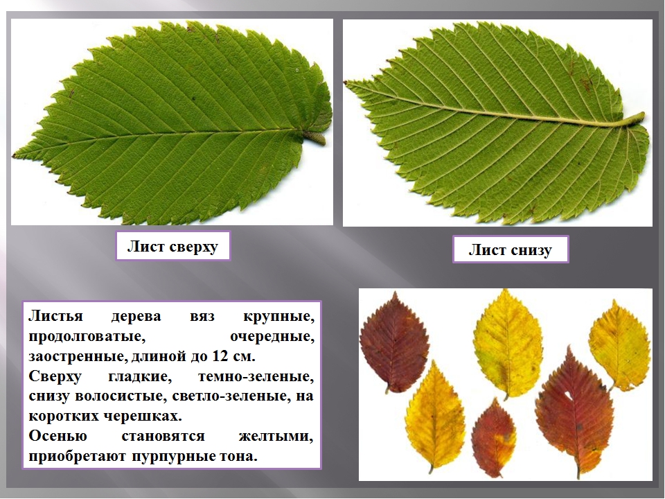 Лист вяза и ольхи фото