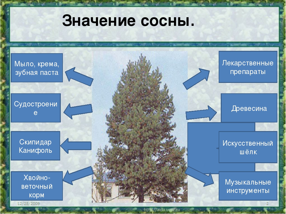 Схема голосеменных растений в природе и жизни человека