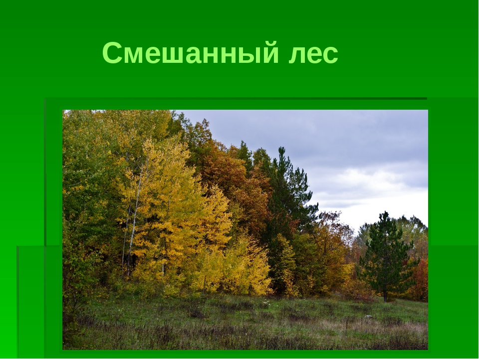 Класс смешанные леса. Смешанный лес для детей. Хвойные и лиственные леса России. Смешанный лес для детей дошкольного возраста. Вид смешанного леса.