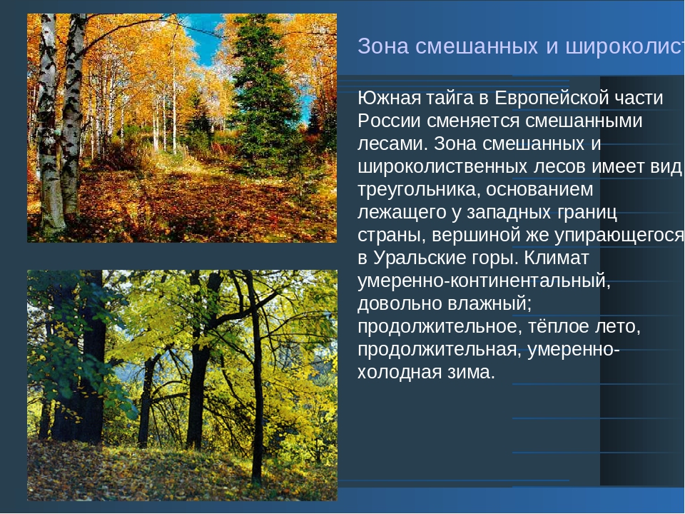 Охрана природной зоны широколиственных лесов. Природная зона широколиственные леса климат.