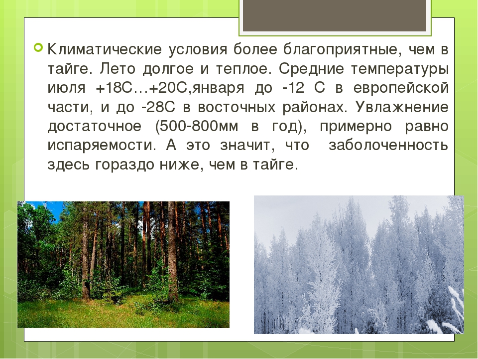 Осадки лесов. Зона лесов смешанные широколиственные Тайга. Зона лесов смешанные широколиственные климат. Климат смешанных лесов в РФ. Тайга смешанные леса широколиственные леса таблица.