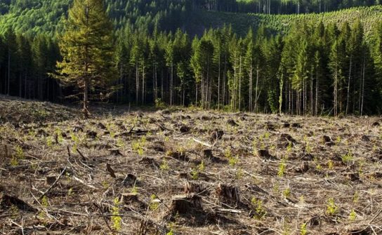 Последствия вырубки лесов