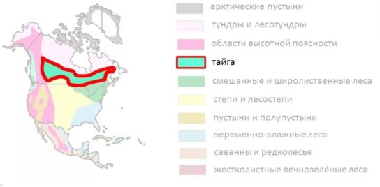 зона тайги на карте России