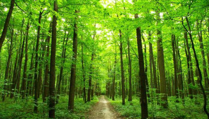 лес источник энергии для человека