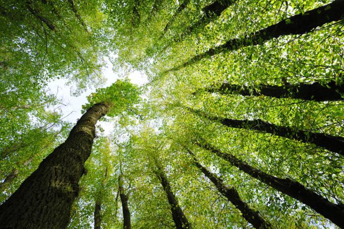 роль леса в жизни людей