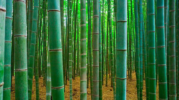 бамбук фото