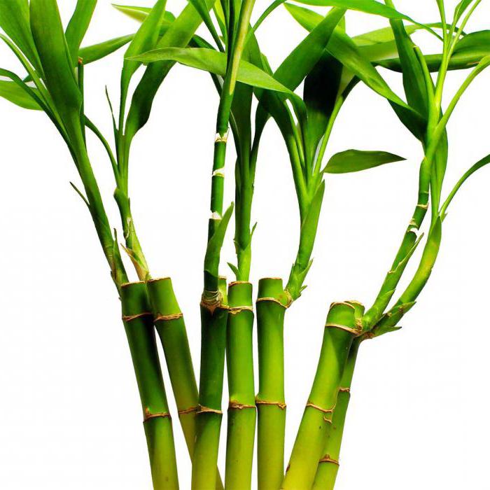 бамбук где растет