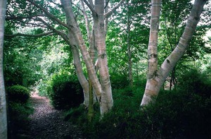 Берёза -многообразние дерева 