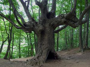 Бук - дерево долгожитель 