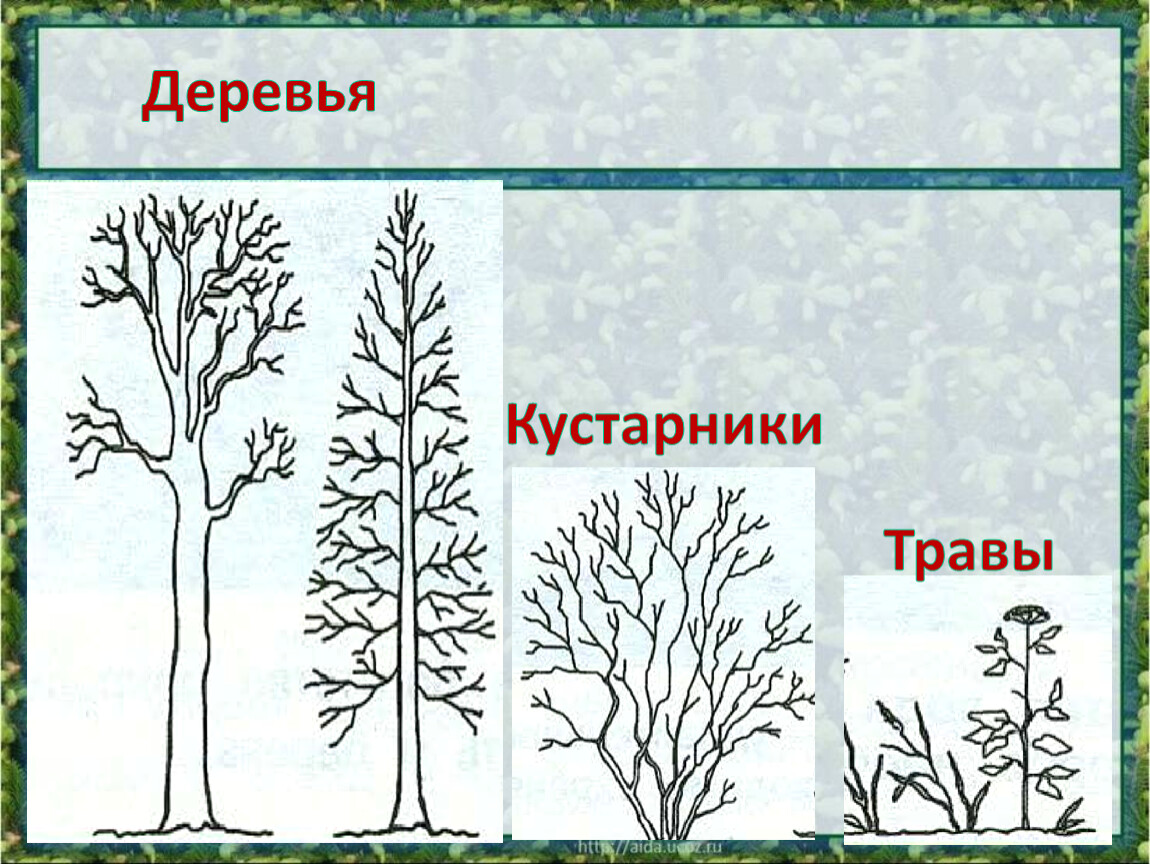 Рисунки растений 2 класс окружающий. Деревья кустарники травы. Деревья, ку, тарники, травы. Дерево кустарник травянистое растение. Схема дерево кустарник травянистое растение.