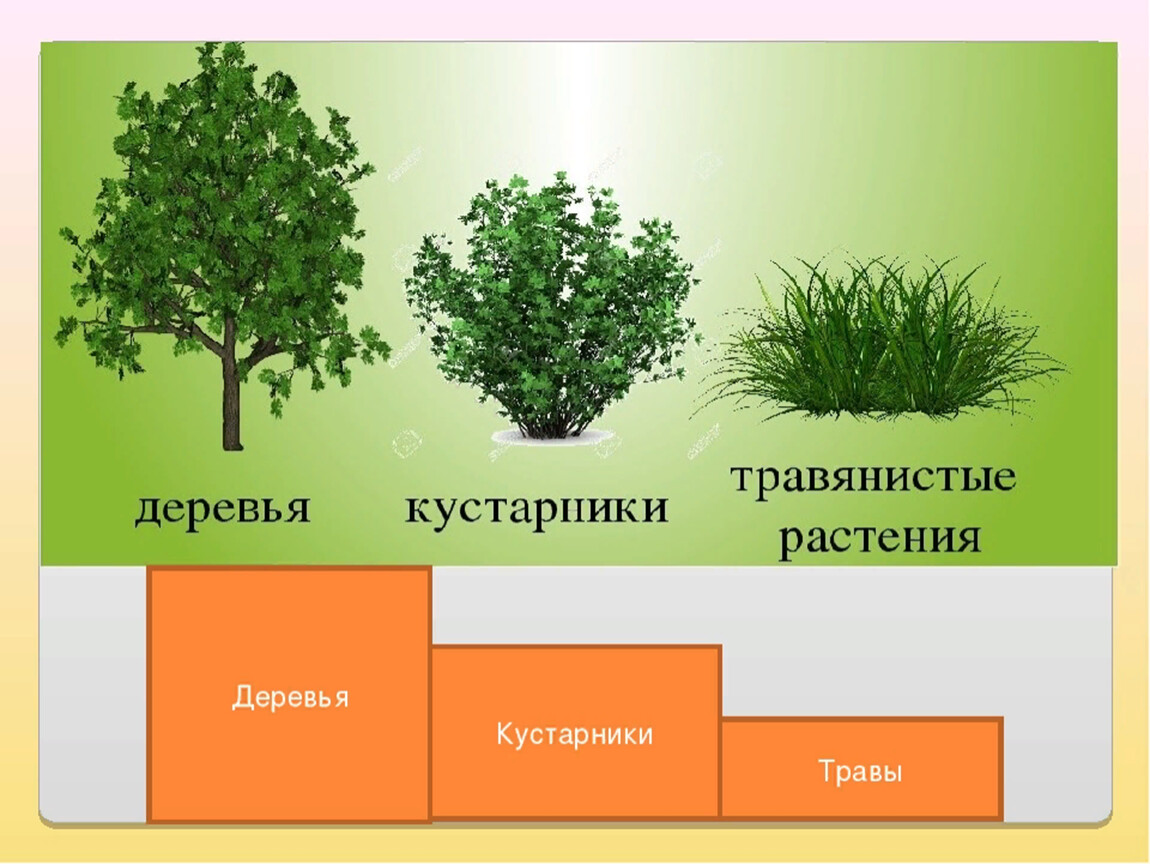 Какие 2 группы. Деревья кустарники травы. Дерево куст трава. Дерево кустарник травянистое растение. Травянистые кустарники деревья.