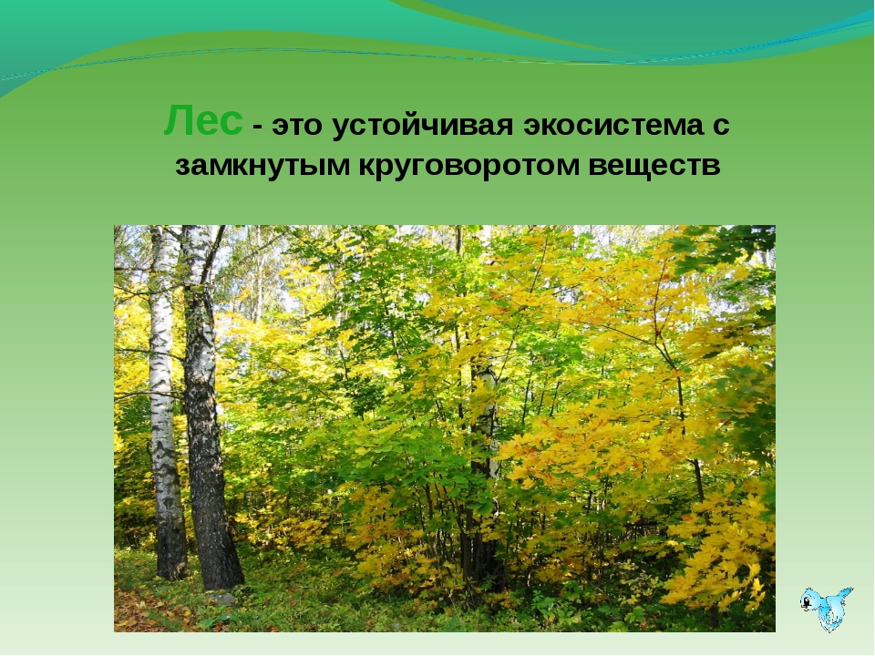 Виды лесной экосистемы. Экосистема листопадного леса. Широколиственный лес устойчивая экосистема. Экосистема леса презентация. Лес -экологическая система.