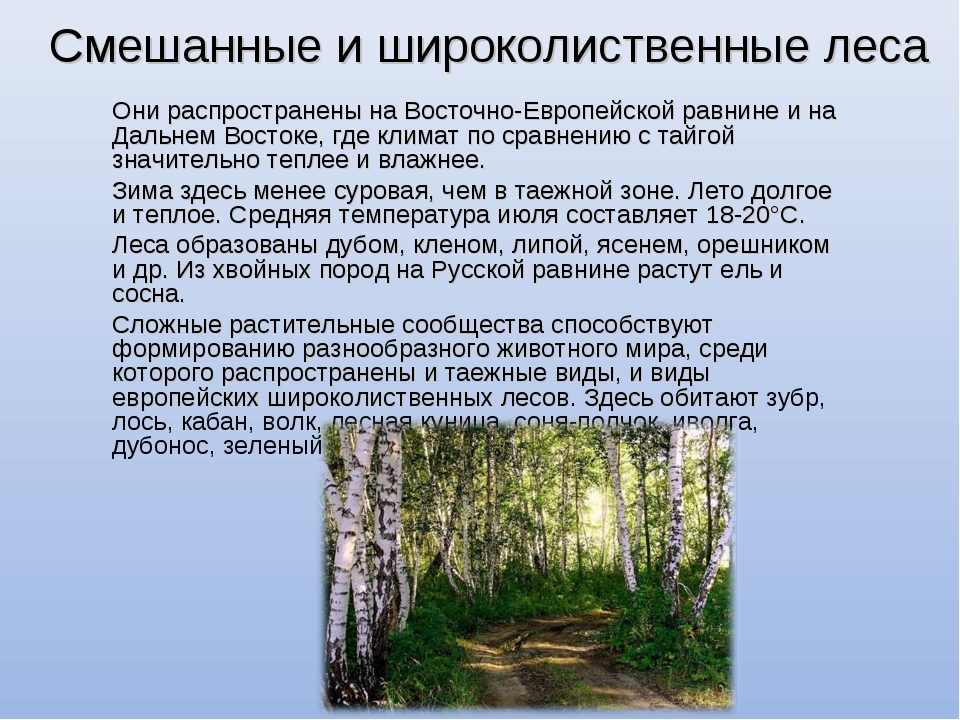 Описание лиственных лесов. Условия смешанного леса. Смешанные леса характеристика. Особенности смешанных и широколиственных лесов. Смешанные и широколиственные леса дальнего Востока.