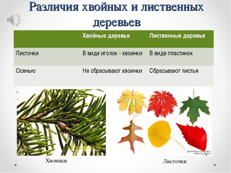 Картинка из чего состоит дерево