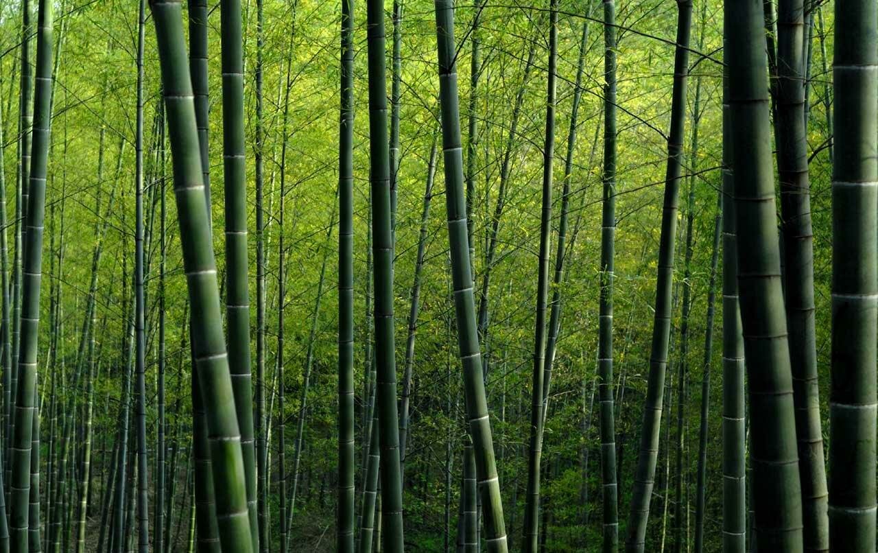 Бамбуковый коридор