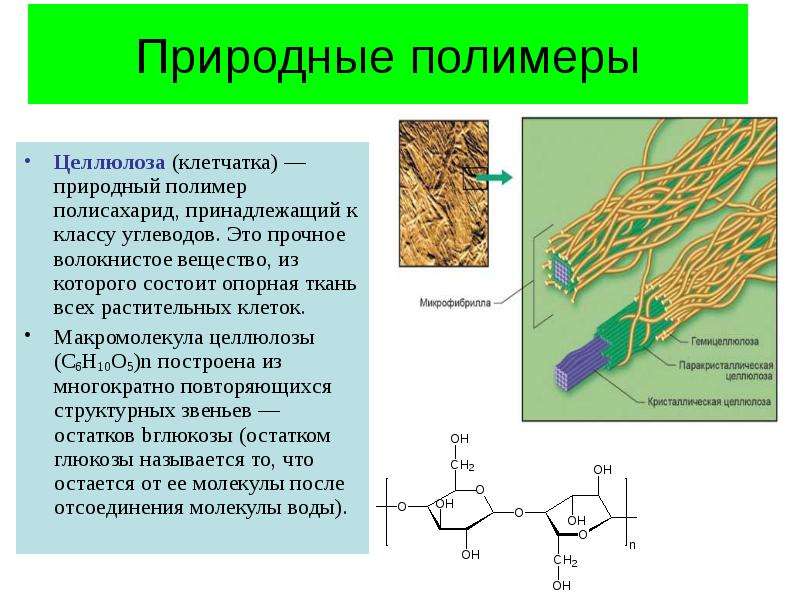 Какие клетки имеют целлюлозу