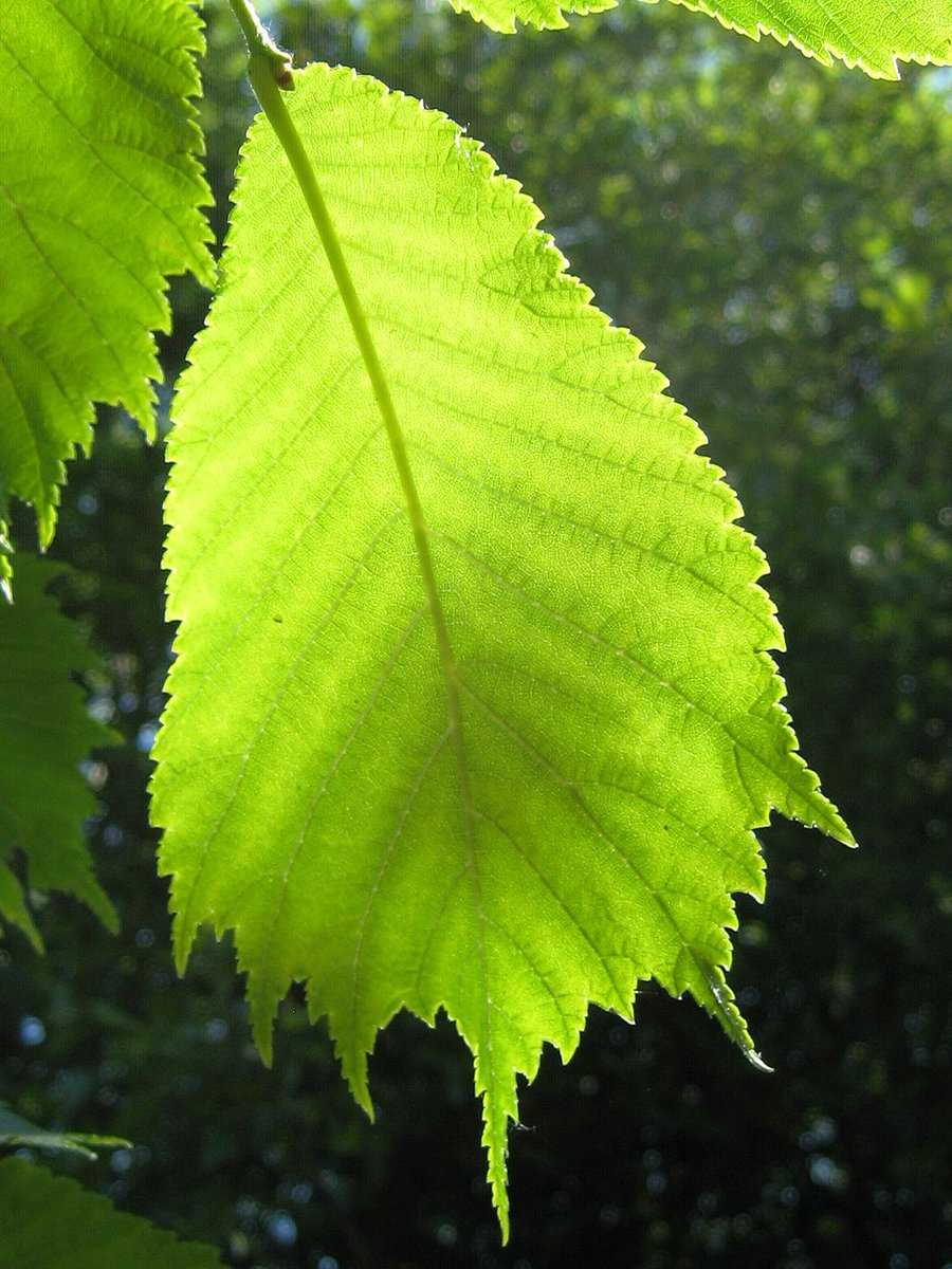 Вяз дерево фото с описанием листьев