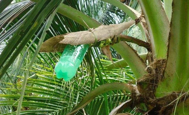 Пальмовый сок используют в составе сахара
